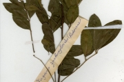 <strong>Rutaceae - Zanthoxylum - Zanthoxylum zanthoxyloides (Lam.) Zepern. & Timler</strong><br />© hnb