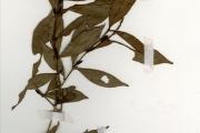 <strong>Rubiaceae - Coffea - Coffea togoensis A.Chev.</strong><br />© hnb