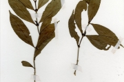 <strong>Rubiaceae - Coffea - Coffea togoensis A.Chev.</strong><br />© hnb