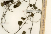 <strong>Rubiaceae - Geophila - Geophila repens (L.) I.M.Johnst.</strong><br />© hnb
