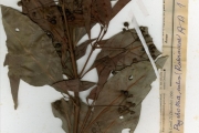 <strong>Rubiaceae - Psychotria - Psychotria calva Hiern</strong><br />© hnb