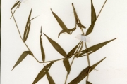 <strong>Poaceae - Oplismenus - Oplismenus hirtellus (L.) P.Beauv.</strong><br />© hnb