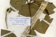<strong>Capparidaceae - Ritchiea - Ritchiea capparoides (Andrews) Britten</strong><br />© hnb