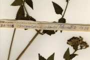 <strong>Asteraceae - Chromolaena - Chromolaena odorata (L.) R.M.King & H.Rob.</strong><br />© hnb