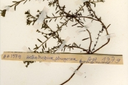<strong>Boraginaceae - Euploca - Euploca strigosa (Willd.) Diana & Hilger</strong><br />© hnb