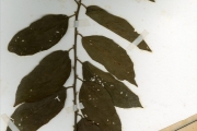 <strong>Tiliaceae - Grewia - Grewia pubescens P.Beauv.</strong><br />© hnb