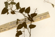 <strong>Convolvulaceae - Hewittia - Hewittia scandens (J.Koenig ex Milne) Mabb.</strong><br />© hnb