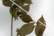 <strong>Rubiaceae - Gardenia - Gardenia nitida Hook.</strong><br />© hnb