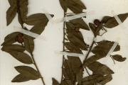 <strong>Capparidaceae - Capparis - Capparis brassii DC.</strong><br />© hnb