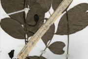 <strong>Bignoniaceae - Kigelia - Kigelia africana (Lam.) Benth.</strong><br />© hnb