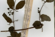 <strong>Rubiaceae - Keetia - Keetia leucantha (K.Krause) Bridson</strong><br />© hnb