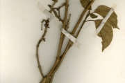 <strong>Asclepiadaceae - Marsdenia - Marsdenia abyssinica Schltr.</strong><br />© hnb