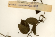 <strong>Asclepiadaceae - Mondia - Mondia whitei (Hook.f.) Skeels</strong><br />© hnb