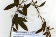 <strong>Leguminosae-Papilionoideae - Cajanus - Cajanus cajan (L.) Millsp.</strong><br />© hnb