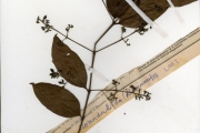 <strong>Rubiaceae - Pouchetia - Pouchetia parviflora Benth.</strong><br />© hnb