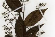 <strong>Rubiaceae - Pouchetia - Pouchetia parviflora Benth.</strong><br />© hnb