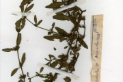 <strong>Acanthaceae - Dyschoriste - Dyschoriste perrottetii (Nees) Kuntze</strong><br />© hnb