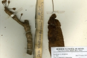 <strong>Sapotaceae - Vitellaria - Vitellaria paradoxa C.F.Gaertn.</strong><br />© hnb