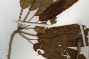 <strong>Sapotaceae - Vitellaria - Vitellaria paradoxa C.F.Gaertn.</strong><br />© hnb