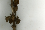 <strong>Rubiaceae - Gardenia - Gardenia ternifolia Schumach. & Thonn.</strong><br />© hnb