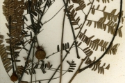 <strong>Leguminosae-Mimosoideae - Parkia - Parkia biglobosa (Jacq.) R.Br. ex G.Don</strong><br />© hnb
