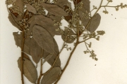 <strong>Chrysobalanaceae - Parinari - Parinari curatellifolia Planch. ex Benth.</strong><br />© hnb