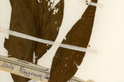 <strong>Polygonaceae - Persicaria - Persicaria senegalensis (Meisn.) Soják</strong><br />© hnb