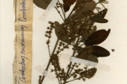 <strong>Combretaceae - Combretum - Combretum racemosum P.Beauv.</strong><br />© hnb