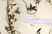 <strong>Convolvulaceae - Ipomoea - Ipomoea cairica (L.) Sweet</strong><br />© hnb