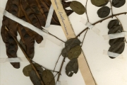 <strong>Leguminosae-Caesalpinioideae - Caesalpinia - Caesalpinia benthamiana (Baill.) Herend. & Zarucchi</strong><br />© hnb