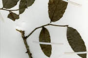 <strong>Putranjivaceae - Drypetes - Drypetes floribunda (Müll.Arg.) Hutch.</strong><br />© hnb