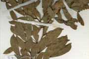<strong>Leguminosae-Caesalpinioideae - Cynometra - Cynometra megalophylla Harms</strong><br />© hnb