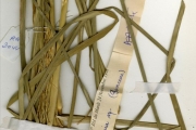 <strong>Poaceae - Vetiveria - Vetiveria nigritana (Benth.) Stapf</strong><br />© hnb