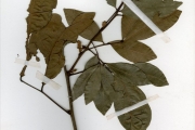 <strong>Sapindaceae - Pancovia - Pancovia bijuga Willd.</strong><br />© hnb