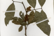 <strong>Sapindaceae - Pancovia - Pancovia bijuga Willd.</strong><br />© hnb