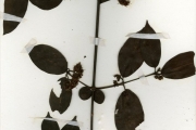 <strong>Rubiaceae - Keetia - Keetia mannii (Hiern) Bridson</strong><br />© hnb
