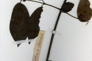 <strong>Rubiaceae - Keetia - Keetia mannii (Hiern) Bridson</strong><br />© hnb