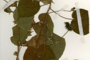 <strong>Malvaceae - Abutilon - Abutilon mauritianum (Jacq.) Medik.</strong><br />© hnb