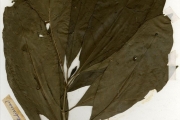 <strong>Rubiaceae - Pavetta - Pavetta corymbosa (DC.) F.M.Williams</strong><br />© hnb