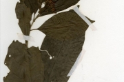<strong>Rubiaceae - Pavetta - Pavetta corymbosa (DC.) F.M.Williams</strong><br />© hnb
