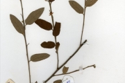 <strong>Tiliaceae - Grewia - Grewia mollis Juss.</strong><br />© hnb