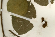 <strong>Moraceae - Ficus - Ficus exasperata Vahl</strong><br />© hnb