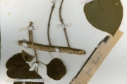 <strong>Lamiaceae - Gmelina - Gmelina arborea Roxb.</strong><br />© hnb