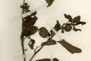 <strong>Solanaceae - Solanum - Solanum aethiopicum L. cvgr. Shum Group</strong><br />© hnb