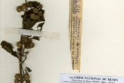 <strong>Solanaceae - Solanum - Solanum aethiopicum L. cvgr. Shum Group</strong><br />© hnb