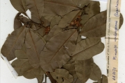 <strong>Sapotaceae - Manilkara - Manilkara obovata (Sabine & G.Don) J.H.Hemsl.</strong><br />© hnb