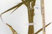 <strong>Poaceae - Pennisetum - Pennisetum purpureum Schumach.</strong><br />© hnb