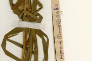 <strong>Poaceae - Pennisetum - Pennisetum purpureum Schumach.</strong><br />© hnb