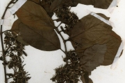 <strong>Rubiaceae - Morelia - Morelia senegalensis A.Rich. ex DC.</strong><br />© hnb