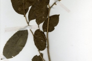 <strong>Lecythidaceae - Napoleonaea - Napoleonaea vogelii Hook. & Planch.</strong><br />© hnb
